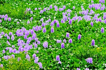 The beauty of the purple water hyacinth flowers that cover the surface of the Pening Ambarawa swamp