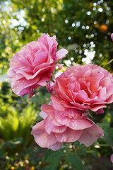 Showered Pink Roses - Flowers