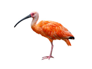 Scarlet ibis isolated on white background.
