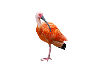 Scarlet ibis isolated on white background.