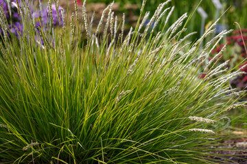 Sesleria autumnalis in garden. Cereals and ornamental grasses in landscape design
