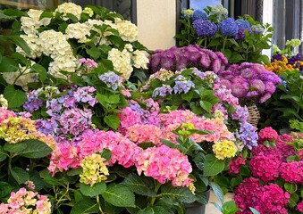 Hydrangea and asters flowers pink purple blue blossom