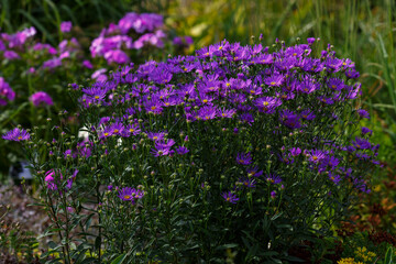 Beautiful purple flowers of the perennial aster. Aster amellus Rudolph Goethe in blooom