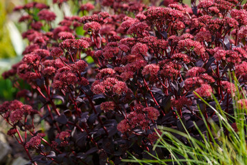  Sedum (hylotelephium) telephium Blue Pearl in garden. Bumblebee on flowers of hylotelephium