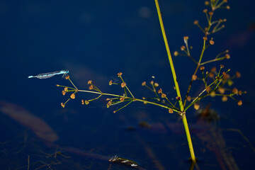 Becher-Azurjungfer, Gemeine Becherjungfer (Enallagma cyathigerum) auf Froschlöffel (Alisma...