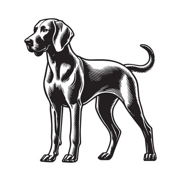 Weimaraner Dog Standing silhouette - standing dog side view Vector illustration in black and white
