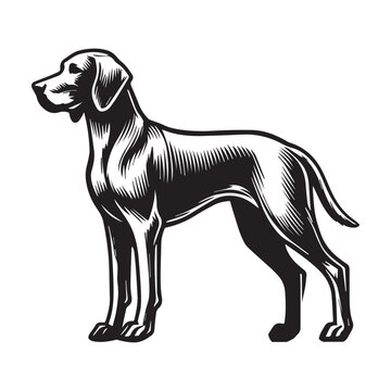 recommend clip art: Weimaraner Dog Standing silhouette - standing dog side view Vector illustration in black and white
                    