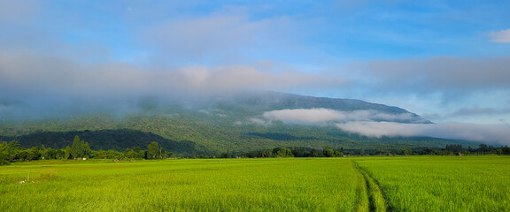 Green rice field