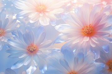 Fototapeta premium Sun light scene with Various flowers asteraceae outdoors blossom.