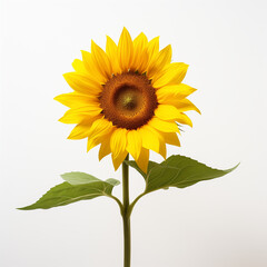 Obraz premium sunflower isolated on white