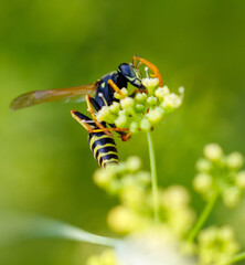Wasp on a yellow flower. Macro