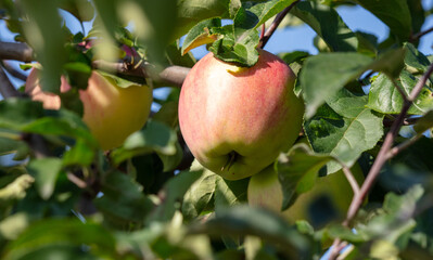 Red ripe apples on a tree in summer