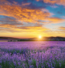 Meadow of lavender at sunset.