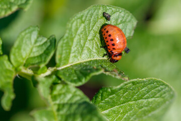 Colorado potato beetle on potato leaves. Close-up