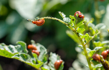 Colorado potato beetle on potato leaves. Close-up