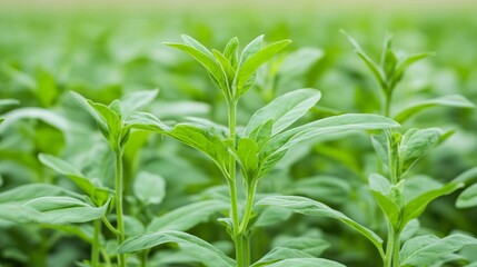 Obraz premium Genetically engineered plants with improved growth rates, agricultural biotech, crop enhancement
