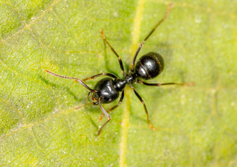 Ants collect aphids on a tree leaf. Macro