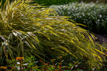  Yellow tuft of Japanese forest grass, Hakonechloa macra aureola. Ornamental Grass - Hakonechloa macra- in autumn garden