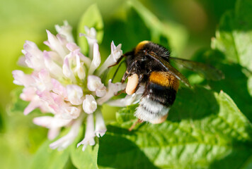 Bee on a pink clover flower. Macro