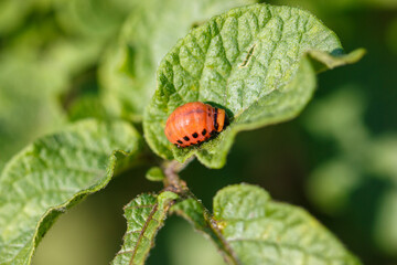 Colorado potato beetle on potato leaves. Macro