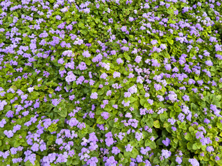 Small blue flowers on the field as a background