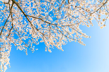 The cherry blossoms in full bloom against the blue sky