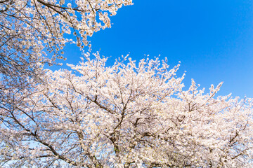 The cherry blossoms in full bloom against the blue sky
