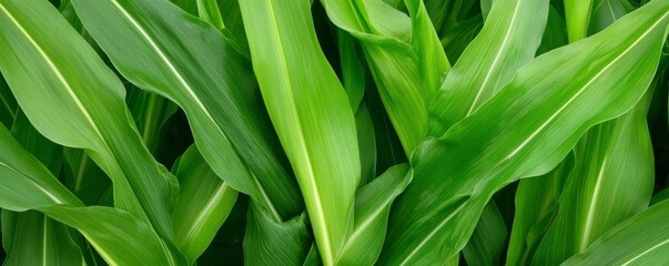 Genetically engineered crops with salt tolerance, climate-resilient agriculture, biotech farming