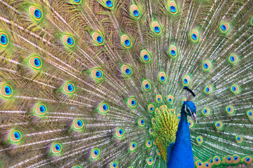 Obraz premium Beautiful peacock with feathers out