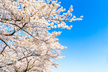 The cherry blossoms in full bloom against the blue sky