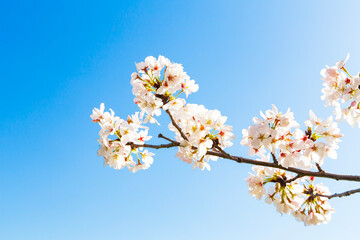 The cherry blossoms in full bloom against the blue sky