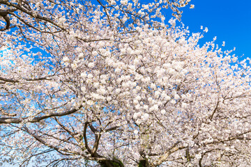 The cherry blossoms in full bloom against the blue sky