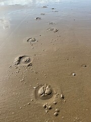 Hoof prints of a horse in the wet sand on the beach
