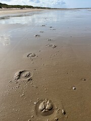 Hoof prints of a horse in the wet sand on the beach