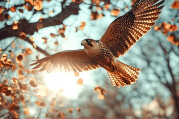 A Peregrine Falcon in Flight Against a Blurred Background of Autumn Leaves