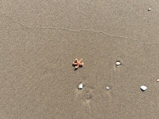 In the sand on the beach lies a small starfish and some shells