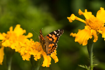 Beautiful butterfly, sitting on a yellow flower, in the garden