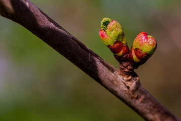 Die Apfelblüten treiben langsam aus