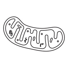 mitochondria
