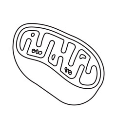 mitochondria