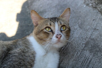 Close-up of a tabby and white cat looking up with yellow eyes.