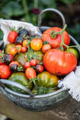 verschiedenen Tomaten, Gemüse ernten im Garten, Schale mit vielen Tomatensorten, 
