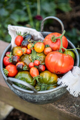 verschiedenen Tomaten, Gemüse ernten im Garten, Schale mit vielen Tomatensorten, 
