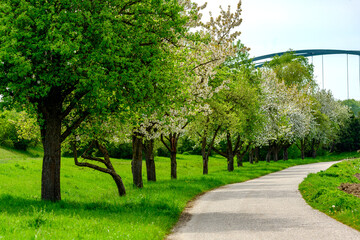 Eine Allee von Obstbäumen mit einem Brückenbogen im Hintergrund
