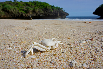 Crab on The Beach