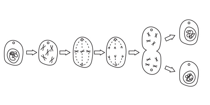 mitosis
