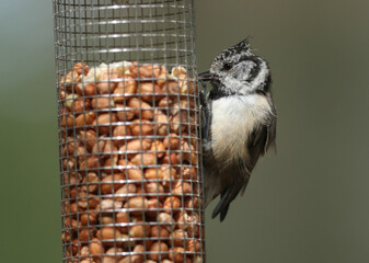 A rare Crested Tit, Lophophanes cristatus, feeding from a peanut feeder in the Abernethy Caledonian forest.