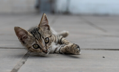 Griechenland Zakynthos Straßenkatzen