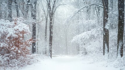 Fototapeta premium Snow gently falling in a quiet forest, creating a magical winter scene with trees draped in white.