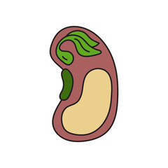 monocot seed illustration